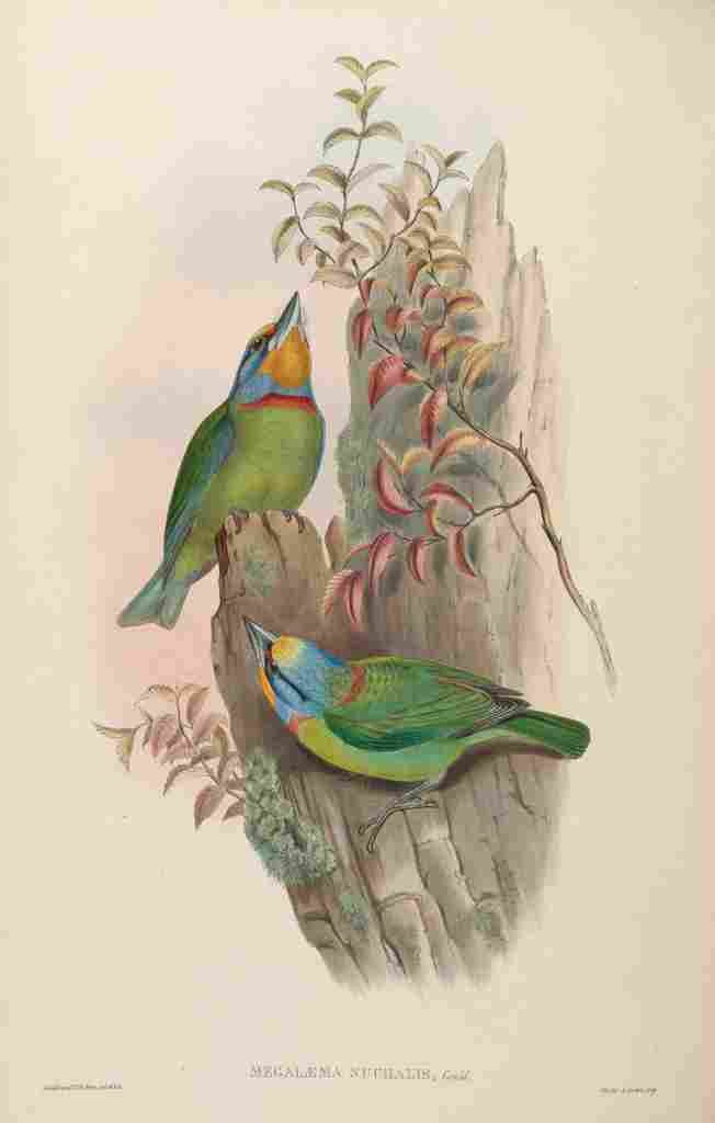 Gould John Embroidered Barbet A4 Photo Print