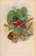 Gould John Fasciated Trogon A4 Photo Print