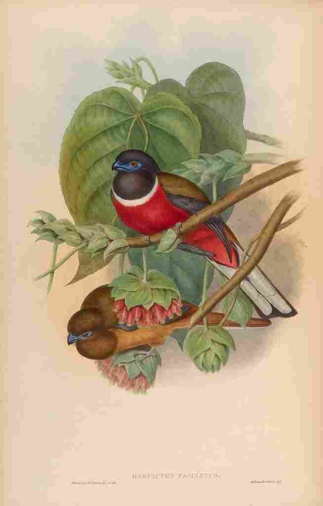 Gould John Fasciated Trogon A4 Photo Print