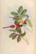 Gould John Fiery tailed Sun bird A4 Photo Print