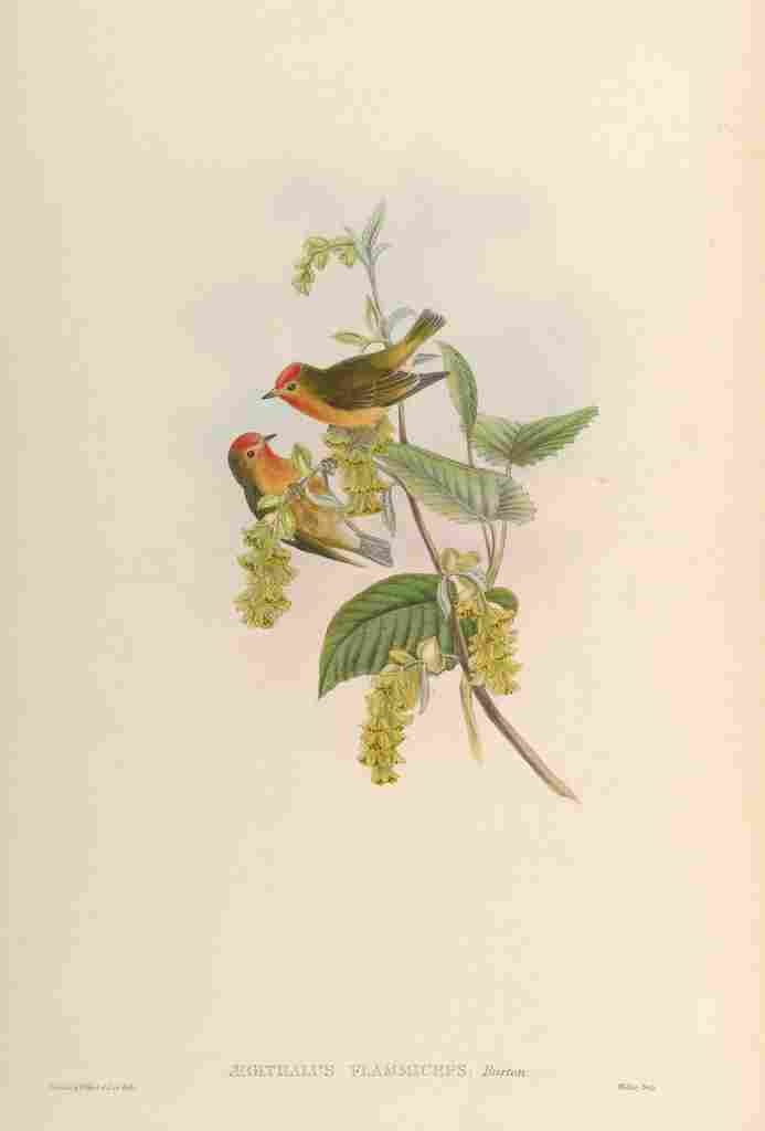 Gould John Flame fronted Flower pecker A4 Photo Print