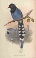 Gould John Formosan Blue Pie A4 Photo Print