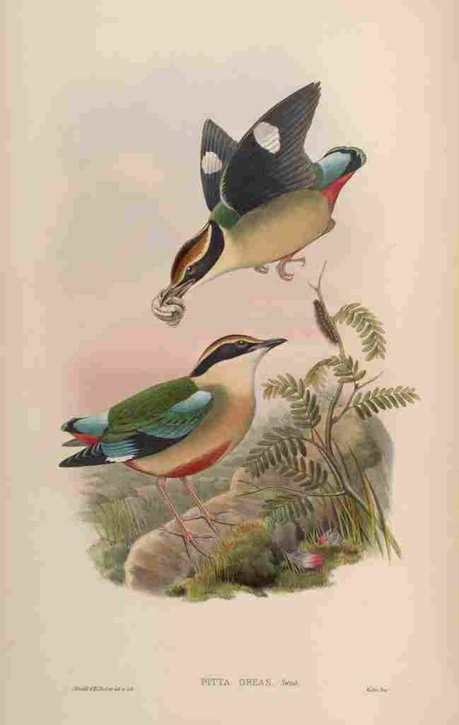 Gould John Formosan Pitta A4 Photo Print