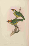Gould John Franklins Barbet A4 Photo Print