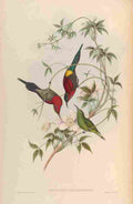 Gould John Goulpourah Sun bird A4 Photo Print