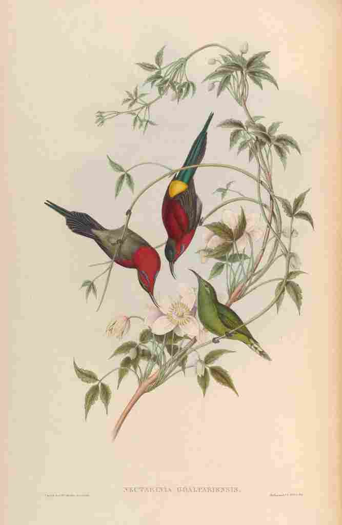 Gould John Goulpourah Sun bird A4 Photo Print