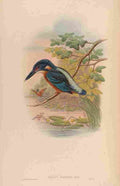 Gould John Great Alcedo A4 Photo Print