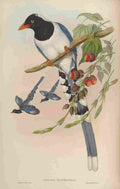 Gould John Great billed Blue Pie A4 Photo Print