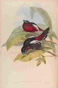 Gould John Great billed Eurylaime A4 Photo Print