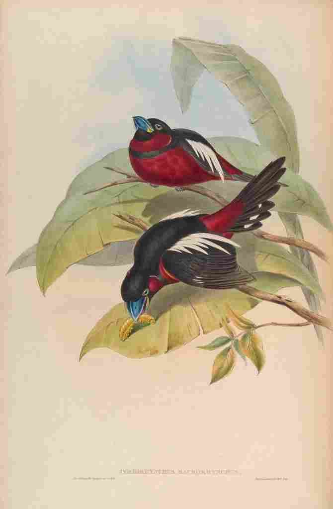 Gould John Great billed Eurylaime A4 Photo Print