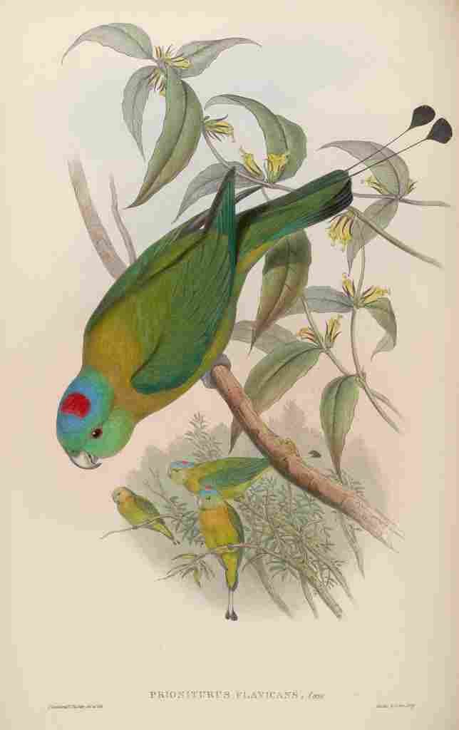 Gould John Gt Racket tailed Parrakeet A4 Photo Print