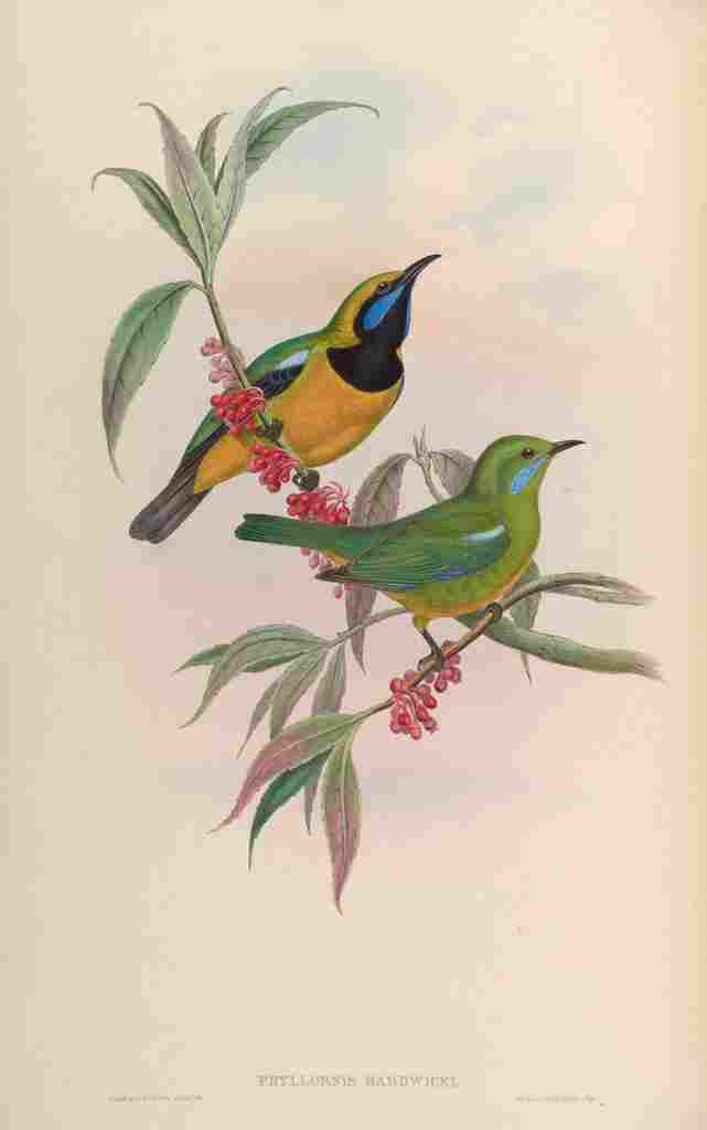 Gould John Hardwicks Phyllornis A4 Photo Print