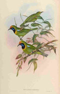Gould John Hodgsons Phyllornis A4 Photo Print