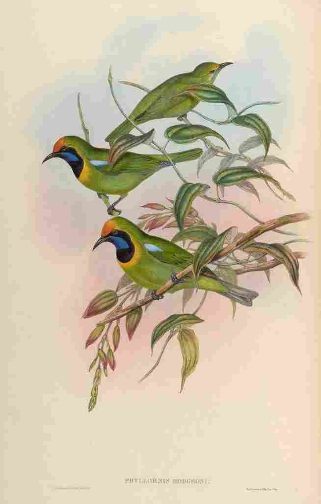 Gould John Hodgsons Phyllornis A4 Photo Print