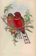 Gould John Hodgsons Trogon A4 Photo Print