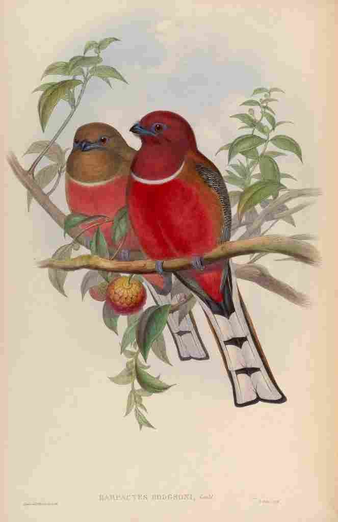 Gould John Hodgsons Trogon A4 Photo Print
