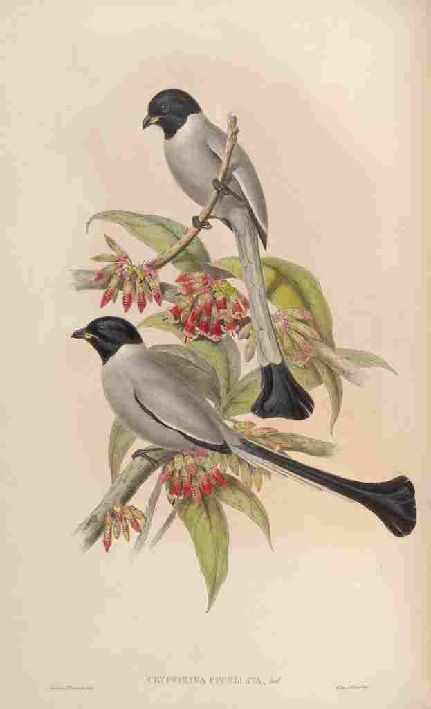 Gould John Hooded Crypsirhina A4 Photo Print