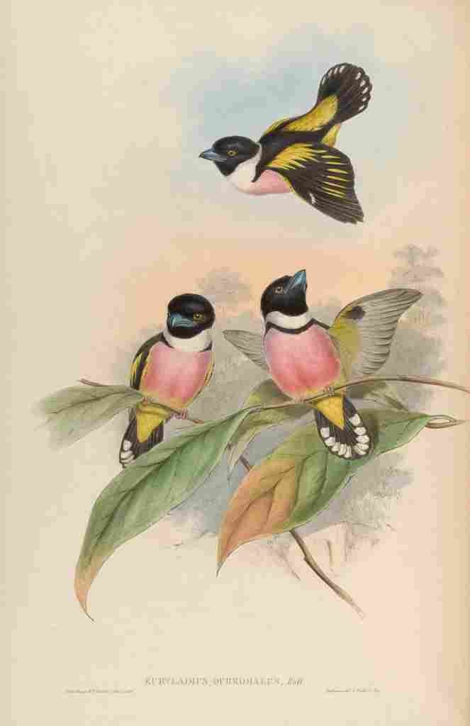 Gould John Hooded Eurylaime A4 Photo Print