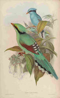 Gould John Hunting Cissa A4 Photo Print