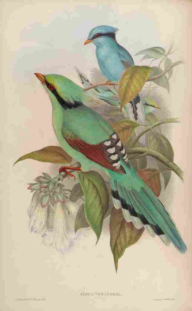 Gould John Hunting Cissa A4 Photo Print