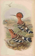 Gould John Indian Hoopoe A4 Photo Print