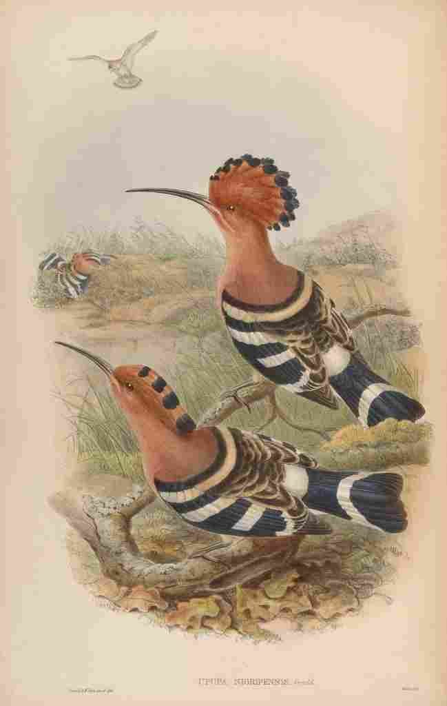 Gould John Indian Hoopoe A4 Photo Print