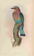 Gould John Indian Roller A4 Photo Print