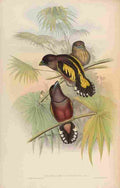 Gould John Javanese Eurylaime A4 Photo Print