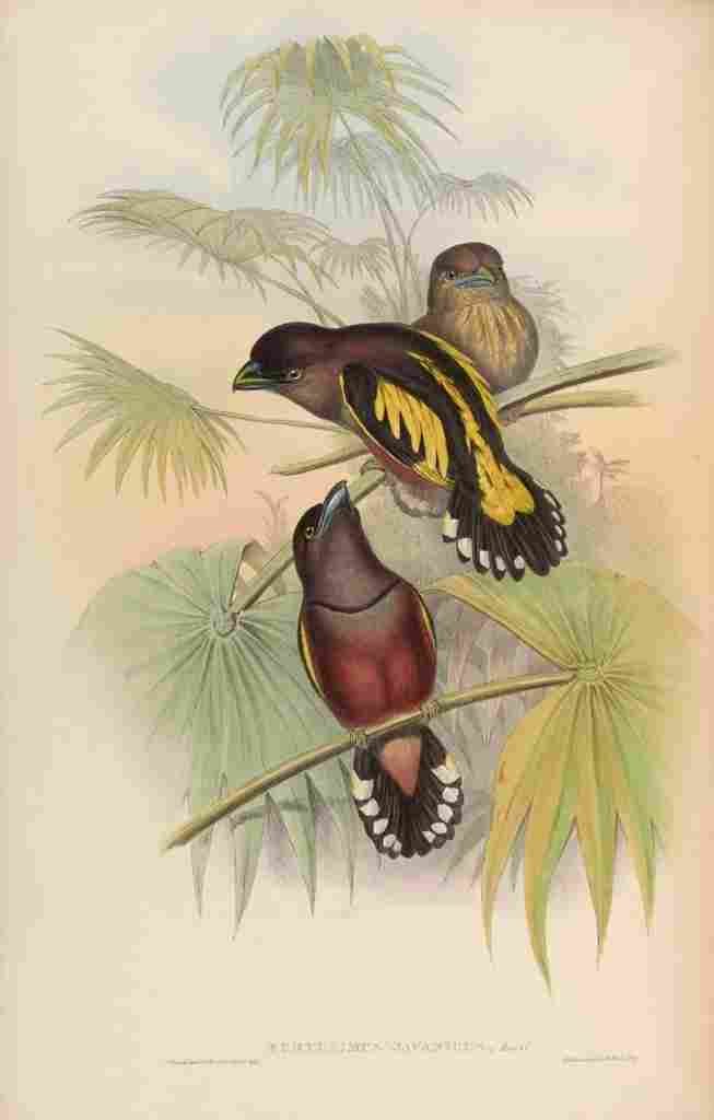 Gould John Javanese Eurylaime A4 Photo Print
