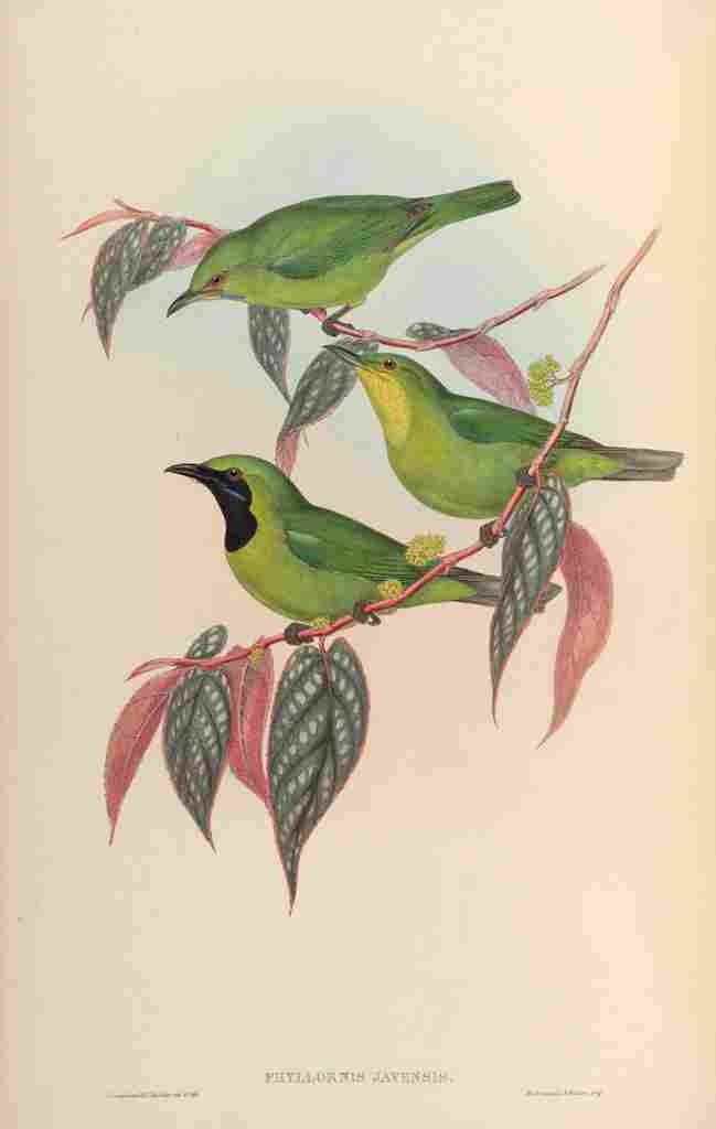 Gould John Javanese Phyllornis A4 Photo Print