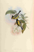 Gould John Jerdons Tit A4 Photo Print