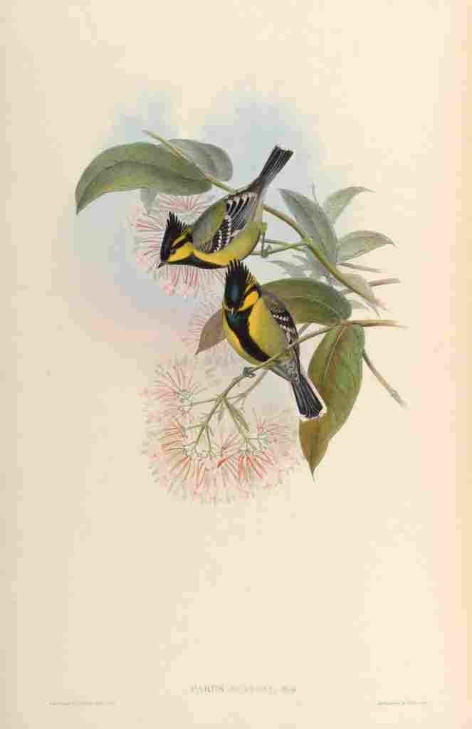 Gould John Jerdons Tit A4 Photo Print