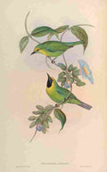 Gould John Jordans Phyllornis A4 Photo Print