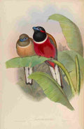 Gould John Karumba Trogon A4 Photo Print