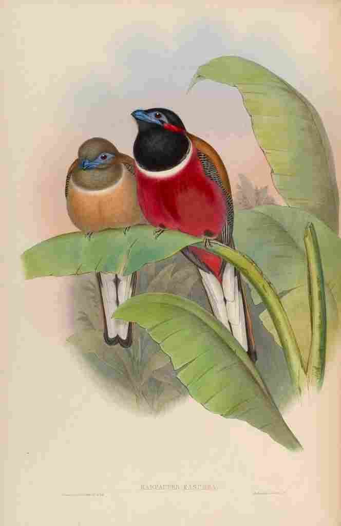 Gould John Karumba Trogon A4 Photo Print