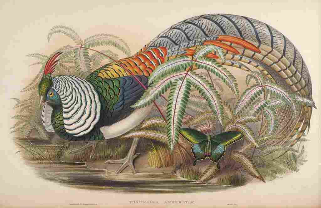 Gould John Lady Amhersts Pheasant A4 Photo Print
