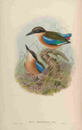 Gould John Large billed Pitta A4 Photo Print