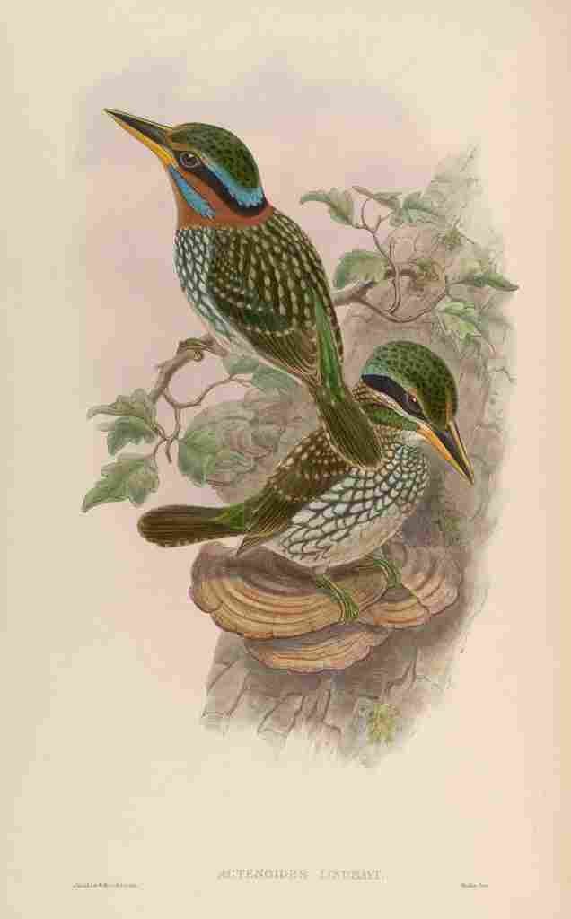 Gould John Lindsays Kingfisher A4 Photo Print