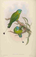 Gould John Little Racket tailed Parrot A4 Photo Print