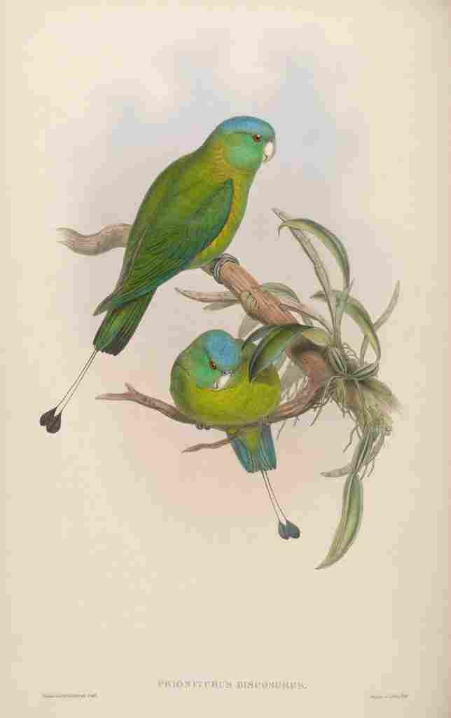 Gould John Little Racket tailed Parrot A4 Photo Print