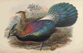 Gould John Lophophorus LHuysi A4 Photo Print
