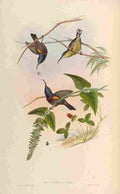 Gould John Lotens Sun bird A4 Photo Print