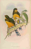 Gould John Macklots Trogon A4 Photo Print