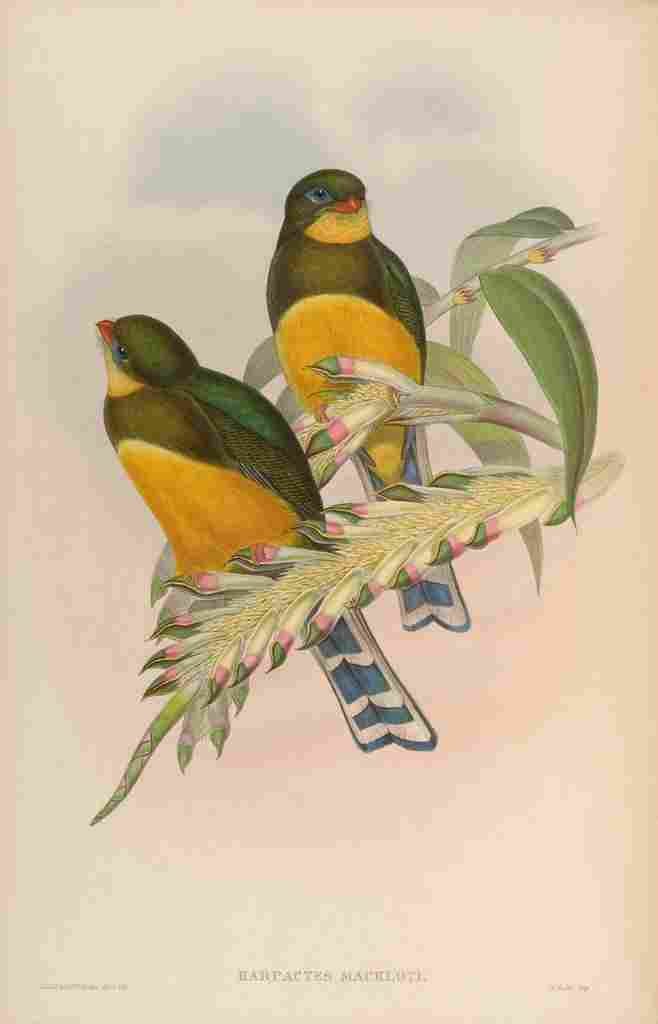Gould John Macklots Trogon A4 Photo Print