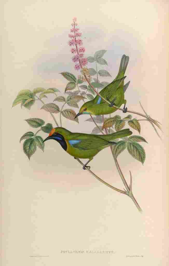 Gould John Malabar Phyllornis A4 Photo Print