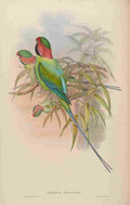 Gould John Malacca Parrakeet A4 Photo Print