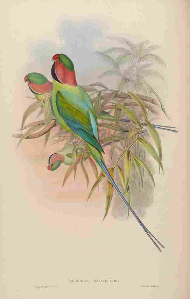 Gould John Malacca Parrakeet A4 Photo Print