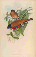 Gould John Malacca Trogon A4 Photo Print
