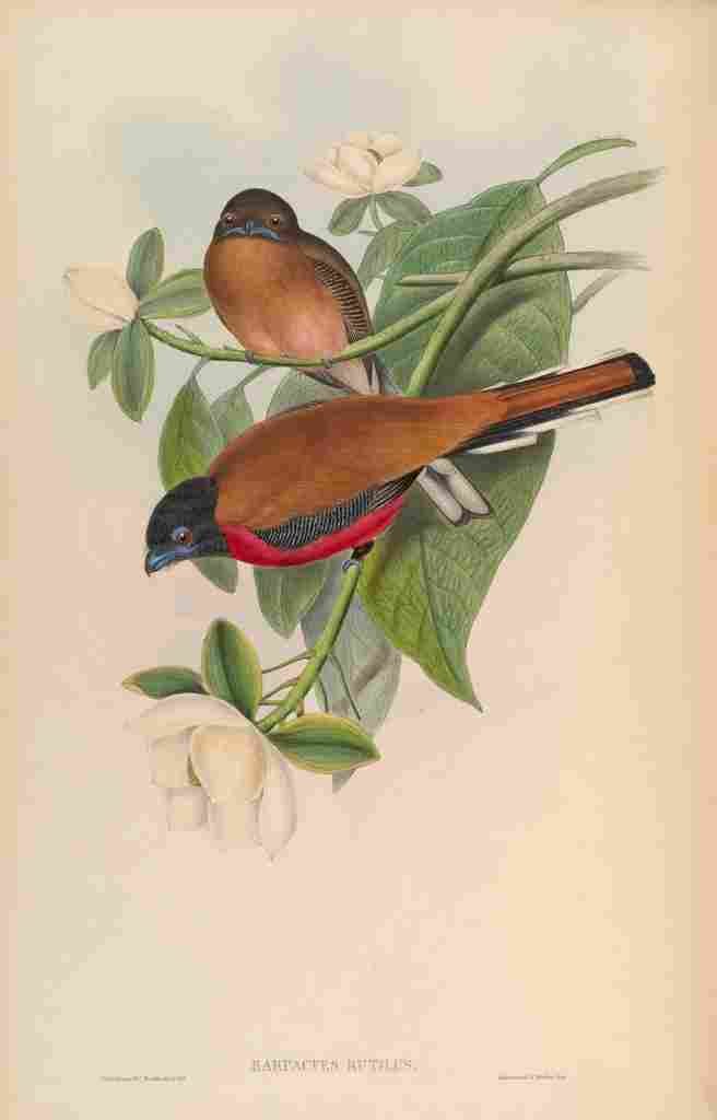 Gould John Malacca Trogon A4 Photo Print