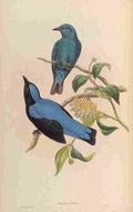 Gould John Malayan Fairy Bluebird A4 Photo Print